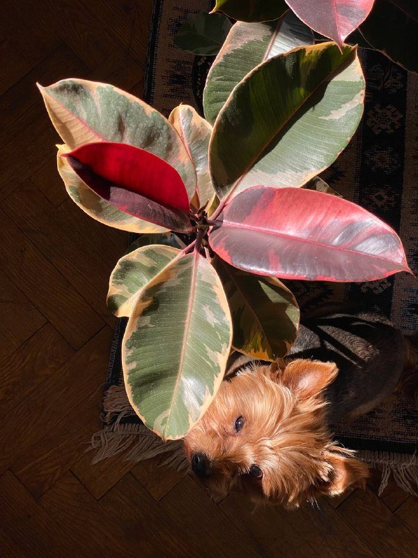 Фикус эластика