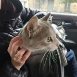 Котик 1