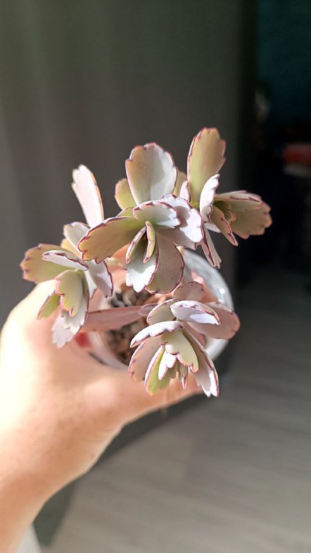 Растения Каланхоэ, Граптоседум, Крассула 5