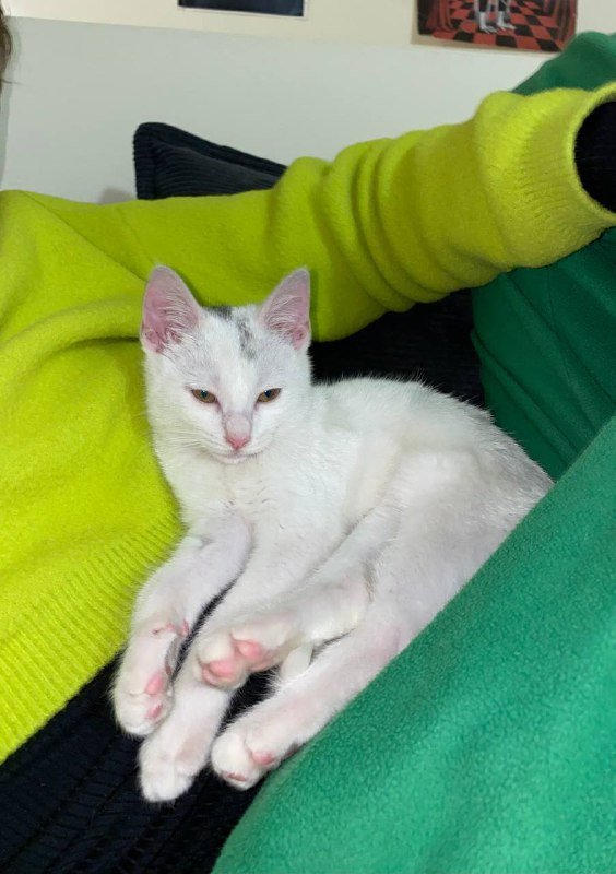 Котенок Зефирка 3 месяца в добрые руки 2