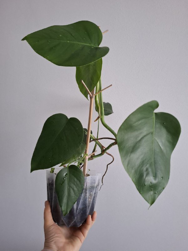 Строманты, монстеры, бегонии, суккуленты 5