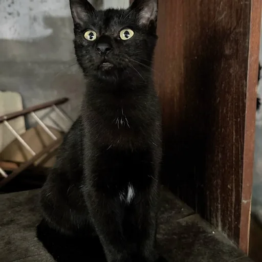 Котёнок Блэки (Дракула)