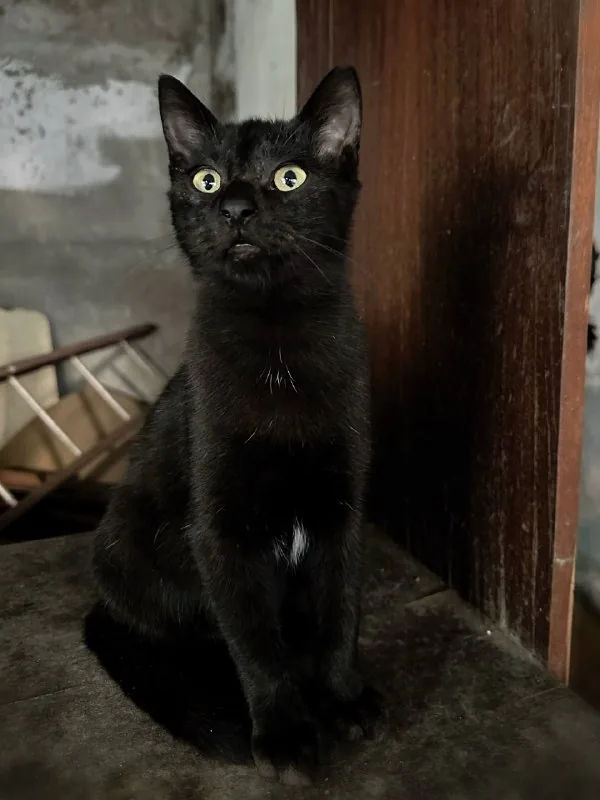 Котёнок Блэки (Дракула)