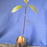 Авокадо, пробиотики, юкка 3