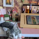 Котёнок Вафля 4