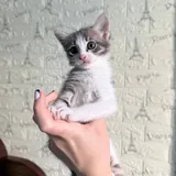 Котёнок 3