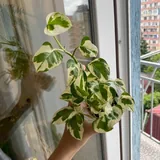 Комнатные цветы, растения 5