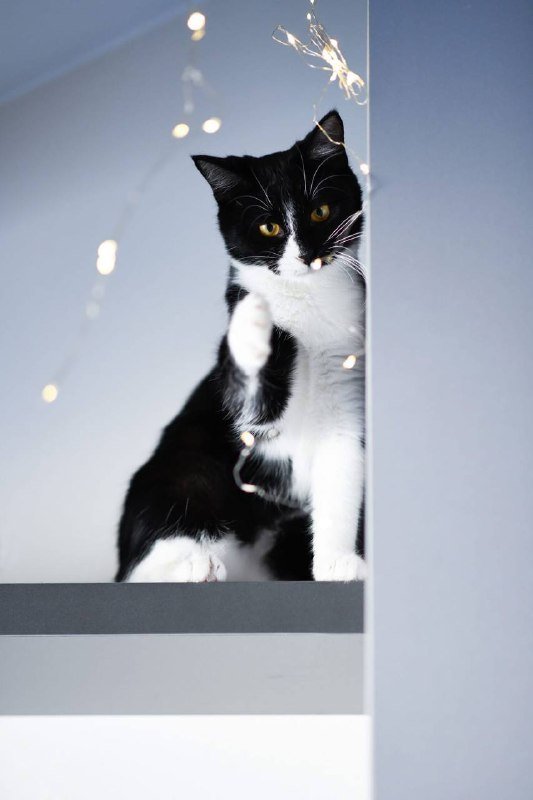 Котенок Малифисента 7 мес стерилизована вакцинирована 8