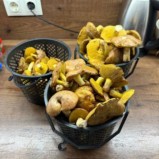2,5 кг маслят