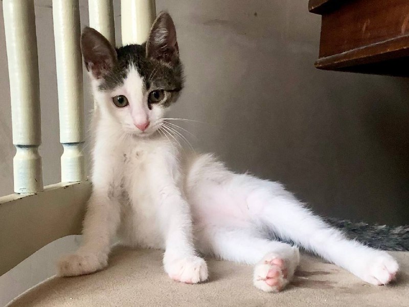 Котенок Валькирия 5