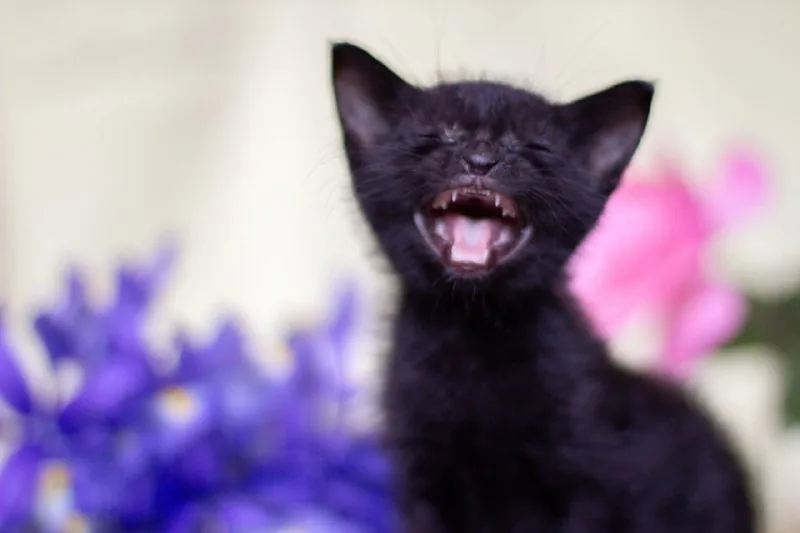 Котята 1