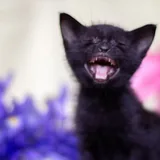Котята 1