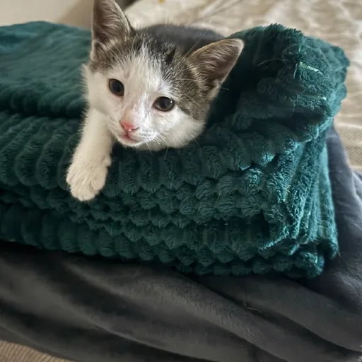 Котята, кошка Янья, кошка Бяка