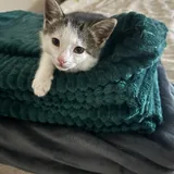 Котята, кошка Янья, кошка Бяка 1