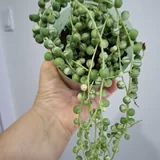 Комнатные растения: монстеры, суккуленты, шеффлера, хлорофитум, аспарагус 6