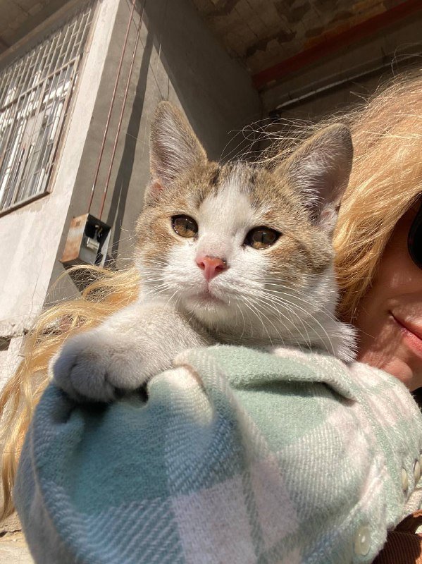 Котенок 2