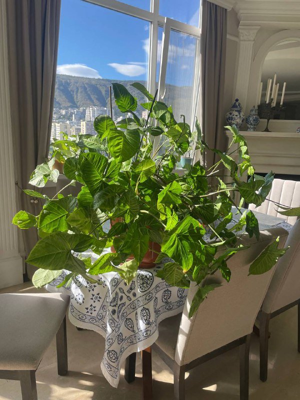 Цветок сингонеум большой куст