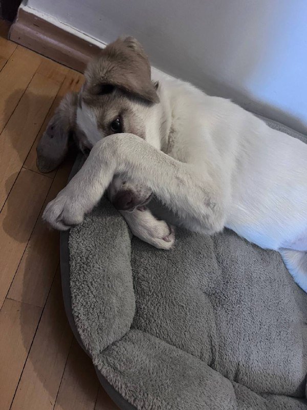 Щенок в хорошие руки с игрушками и лежанками 3