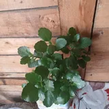 Комнатные растения 8