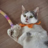Кошка Принцесса 3