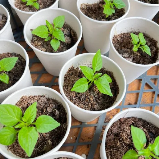 Рассада перца Carolina Reaper