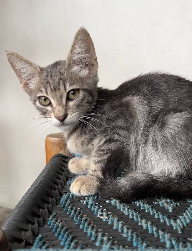 Котята 3 девочки и 2 мальчика 4