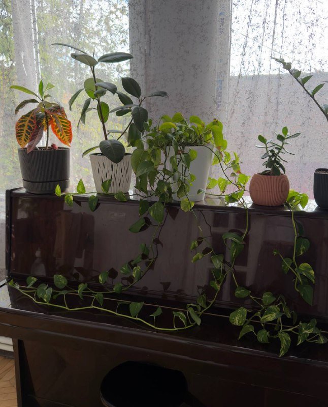 Комнатные растения в горшках, 5 штук 5