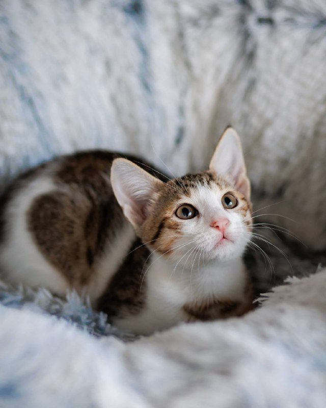 Котенок Варя ищет дом и семью