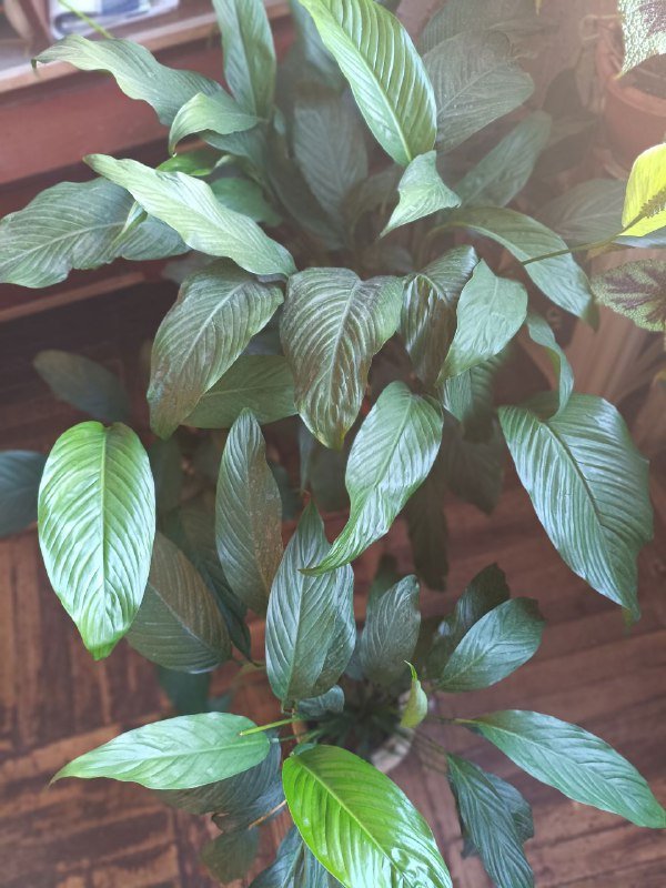 комнатные цветы 5