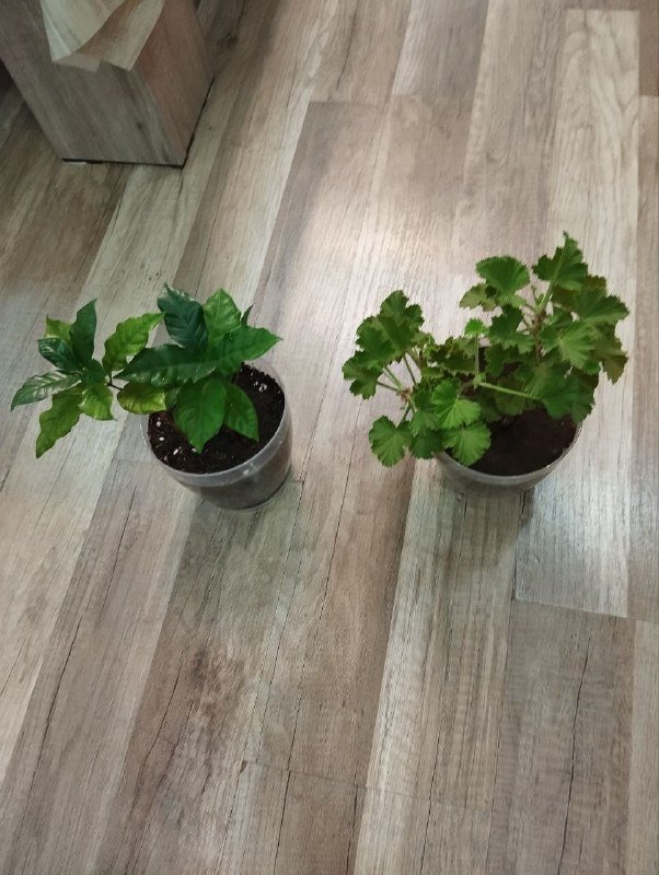 Пазлы, цветы, кусочки пазла карта Грузии 2