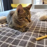Котенок табби, девочка 6