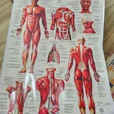 Плакат анатомия мышц 2