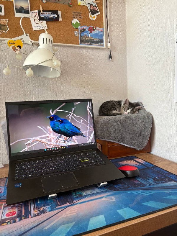 котенок Чупа для дома 4