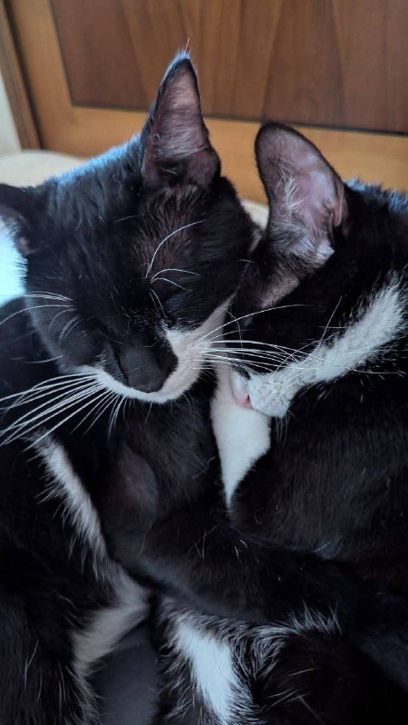 Котёнок Дэни для заботливого дома 2