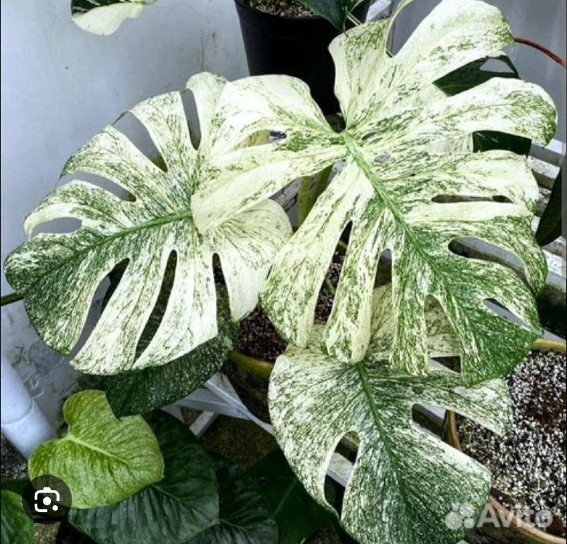 Клоны Monstera deliciosa mint и Alocasia azlanii 1