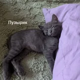 Котята Пухля, Богатырь и Пузырик 6
