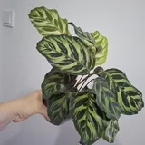 Комнатные растения, суккуленты, калатея, традесканция, хлорофитум 2