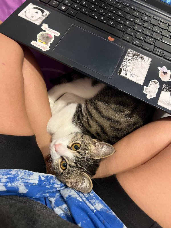 Кошка Тами ищет дом, 3 месяца