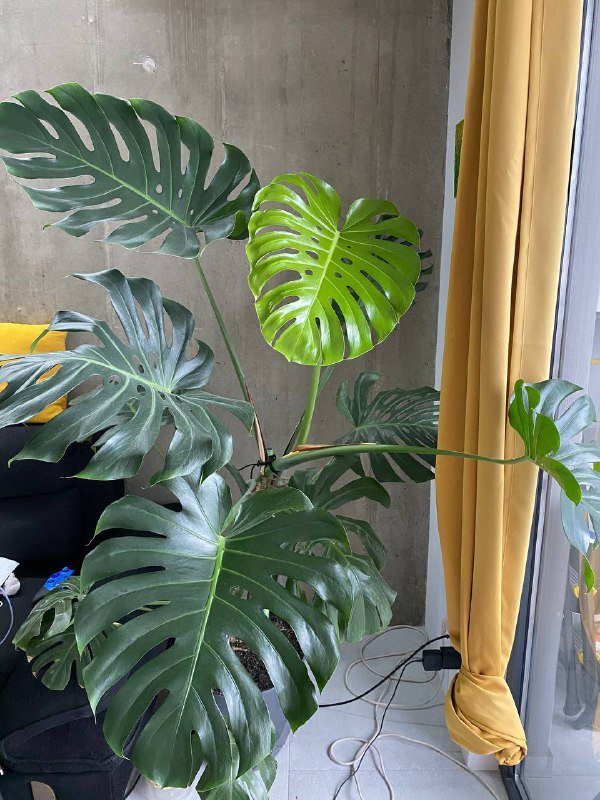 Монстера, Драцена, Авокадо, весы Xiaomi, лампа для растений, игрушки, коврик для йоги, валик, резинка