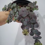 Комнатные растения 9