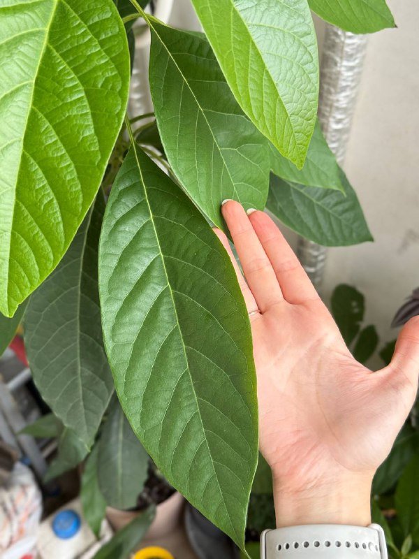 авокадушки в горшках по 50-60 см и 1м40 см высотой 2