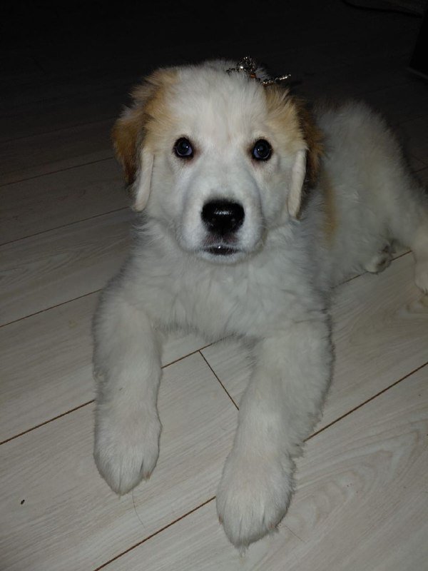 Щенок девочка 2.5 мес