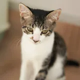 Котенок Ремарк 3