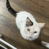 Кошка Луми 3