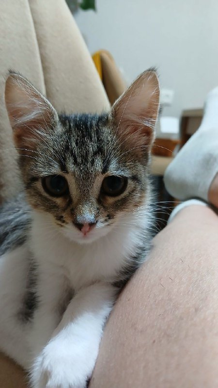 Котенок девочка Сулико ищет дом 3