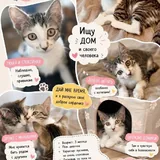 Котята в добрые руки 2