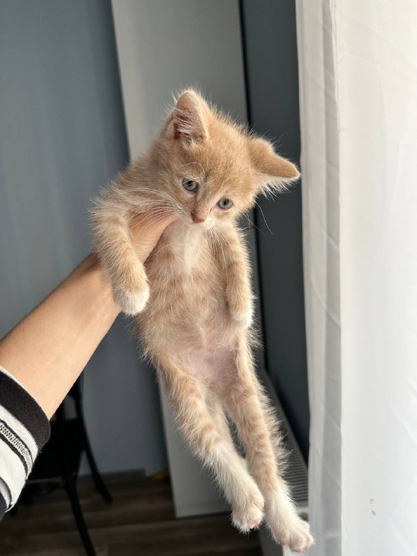 Персиковое чудо Паудер котёнок ищет дом