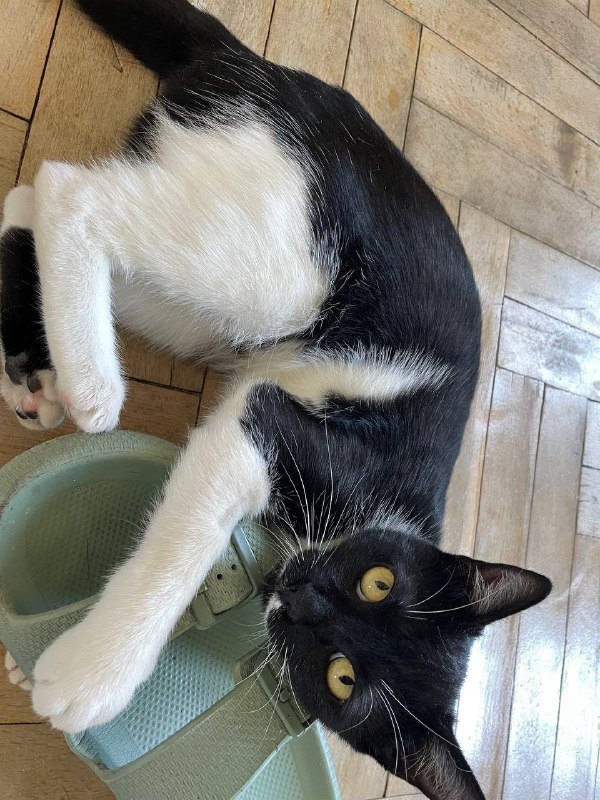 Маленькая кошка для дома 3