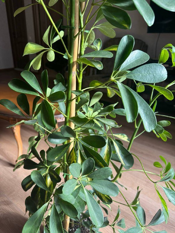 Шеффлера 130 см с пышной кроной 3