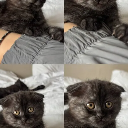 Котёнок